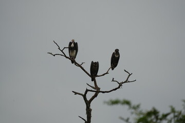 White-headed Vultures Perched on Tree – African Safari Wildlife Portrait Under Moody Sky