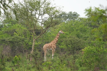Giraffe standing and eating during a walking safari lake mburo, uganda