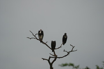 White-headed Vultures Perched on Tree – African Safari Wildlife Portrait Under Moody Sky