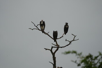 White-headed Vultures Perched on Tree – African Safari Wildlife Portrait Under Moody Sky