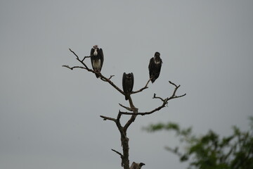 White-headed Vultures Perched on Tree – African Safari Wildlife Portrait Under Moody Sky
