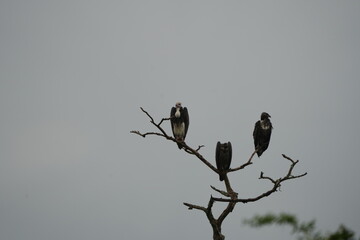 White-headed Vultures Perched on Tree – African Safari Wildlife Portrait Under Moody Sky