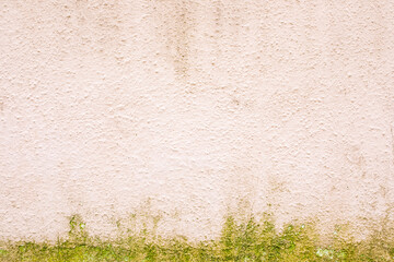 light pink stucco concrete wall with green growth texture background horizontal