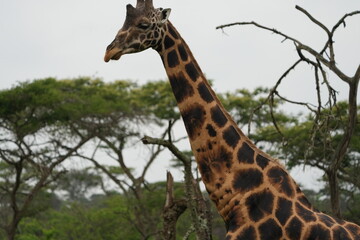 Close-Up of Dominant Male Giraffe’s Distinctive Coat Pattern in the Wild / uganda, lake mburo