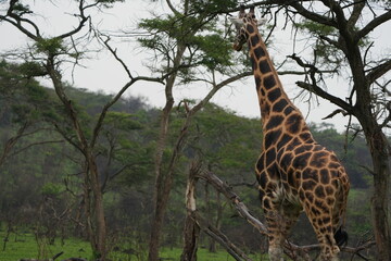 Close-Up of Dominant Male Giraffe’s Distinctive Coat Pattern in the Wild / uganda, lake mburo