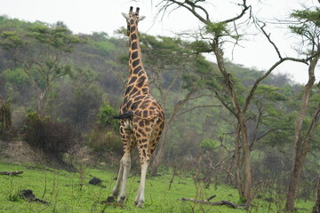 Close-Up of Dominant Male Giraffe’s Distinctive Coat Pattern in the Wild / uganda, lake mburo
