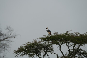 Uganda’s Crowned Jewel – Grey Crowned Crane on Canopy in Lake Mburo