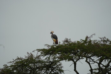 Uganda’s Crowned Jewel – Grey Crowned Crane on Canopy in Lake Mburo