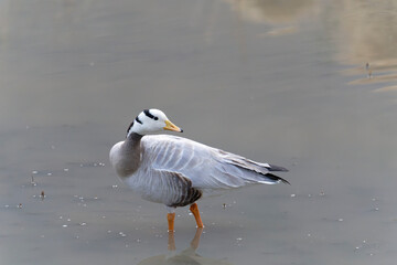 bar-headed goose on the water