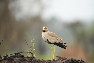 African Wattled Lapwing Standing Alert in the Rain – Lake Mburo National Park, Uganda