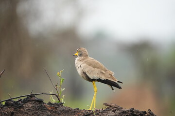 African Wattled Lapwing Standing Alert in the Rain – Lake Mburo National Park, Uganda