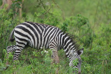 zebra grazing in lake mburo uganda