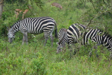portraits of zebra grazing in lake mburo national park uganda