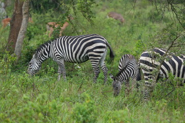 portraits of zebra grazing in lake mburo national park uganda