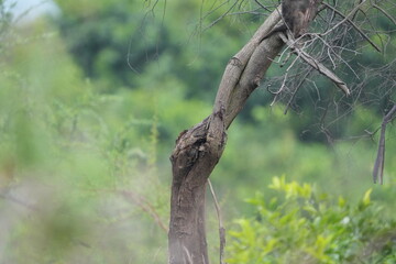 family of baboons hanging in a tree, wallpaper, lake mburo national park uganda