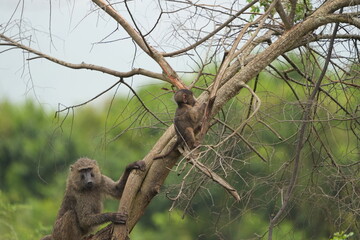 family of baboons hanging in a tree, wallpaper, lake mburo national park uganda