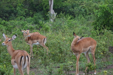 Obraz premium Impalas Grazing in the Bush – Lake Mburo National Park, Uganda