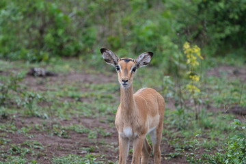 Fototapeta premium Impalas Grazing in the Bush – Lake Mburo National Park, Uganda