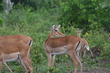 Obraz premium Impalas Grazing in the Bush – Lake Mburo National Park, Uganda