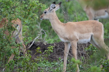 Impalas Grazing in the Bush – Lake Mburo National Park, Uganda
