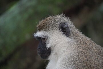 Vervet Monkey Side Profile – Expressive Portrait in Lake Mburo National Park, Uganda
