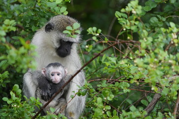 portrait of a vervet monkey and her baby, lake mburo national park, uganda, walking safari