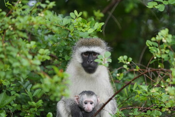 portrait of a vervet monkey and her baby, lake mburo national park, uganda, walking safari