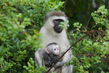 portrait of a vervet monkey and her baby, lake mburo national park, uganda, walking safari