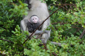 portrait of a vervet monkey and her baby, lake mburo national park, uganda, walking safari