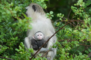 portrait of a vervet monkey and her baby, lake mburo national park, uganda, walking safari