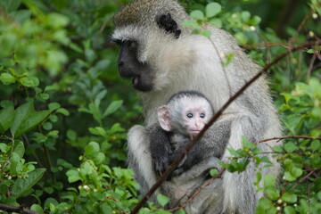 portrait of a vervet monkey and her baby, lake mburo national park, uganda, walking safari