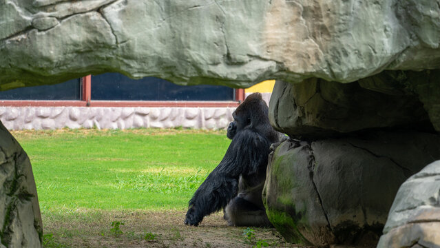 Gorilla is sitting with his back behind fence made of artificial stones in Safari Park of Dubai, UAE. Large monkeys in captivity