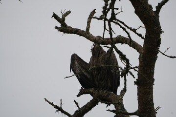 vulture (bird of prey) spreading its wings on a foggy morning in lake mburo uganda, walking safar, portrait