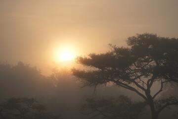 sunrise in the savannah of lake mburo uganda, wallpaper idyllic backtround tourism