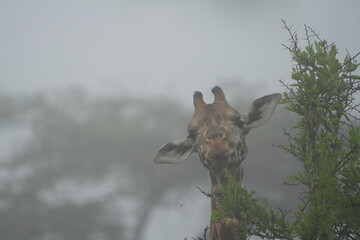 portrait of a giraffe in the mist in lake mburo national park uganda