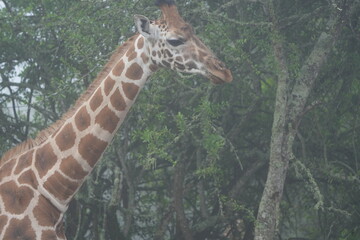 foggy portrait of a giraffe grazing in the morning in lake mburo national park uganda