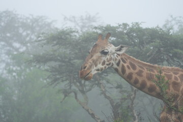 foggy portrait of a giraffe grazing in the morning in lake mburo national park uganda