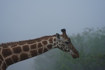 giraffe in the savannah, side portrait during a misty morning