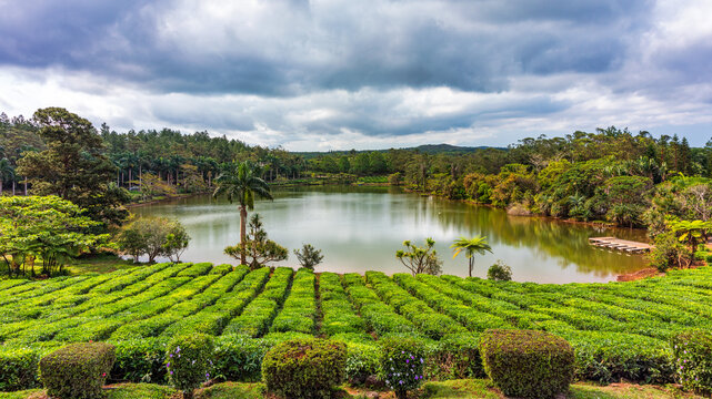 Lake in biggest tea plantations Bois Cheri on Mauritius Island. Panorama of the popular tea plantation of Mauritius, Bois Cheri, at a wonderful summer day.