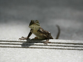 iguana on a sidewalk 