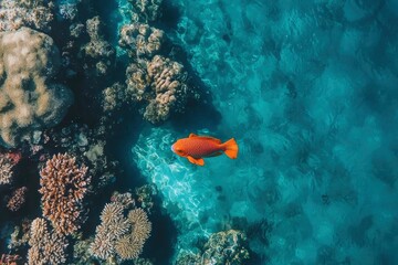 Orange fish swims near coral reef in clear blue tropical water. Stock photo
