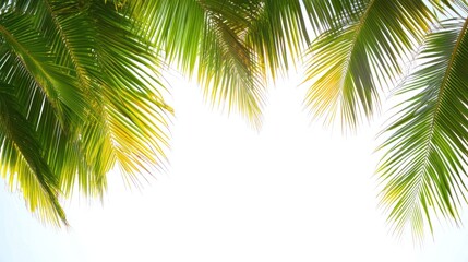 Fototapeta premium Lush green palm leaves frame a bright white background.