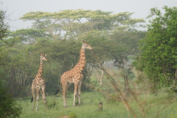 portrait of a pair of giraffes on a morning safari in lake mburo national park uganda