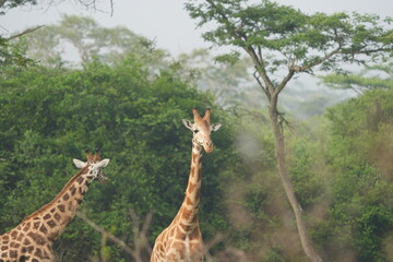 portrait of a set of giraffes in the lake mburo national park in uganda, wallpaper, marketing
