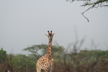 portrait of a giraffe in lake mburo national park uganda