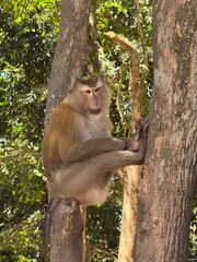 Monkey in a tree in Thailand