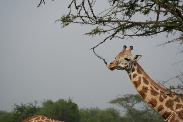 portrait of a giraffe in lake mburo national park uganda