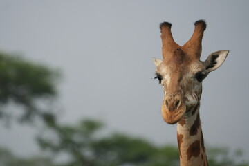 portrait of a giraffe (headshot) in lake mburo national park, walking morning safari