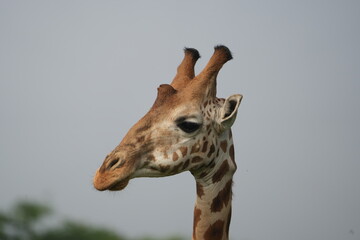 portrait of a giraffe (headshot) in lake mburo national park, walking morning safari