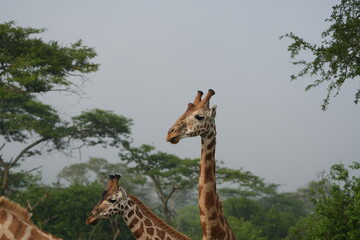 portrait of giraffes, close up, headshot, in lake mburo national park uganda
